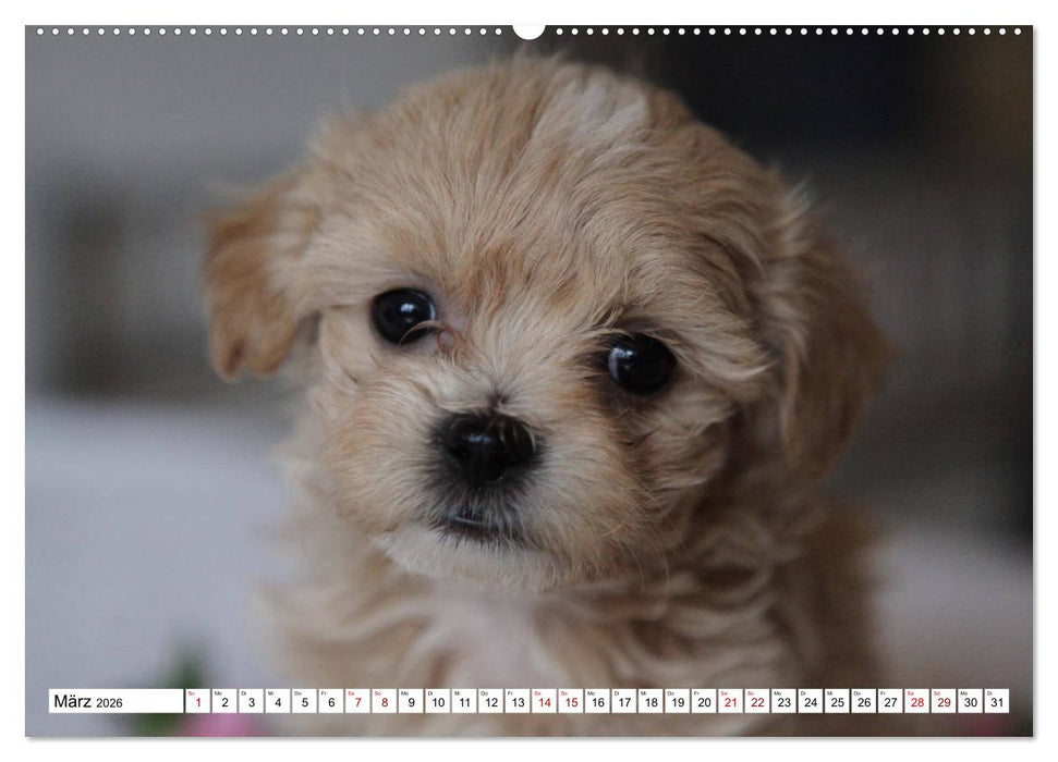 Bolonka Babykalender 2026 (CALVENDO Premium Wandkalender 2026)