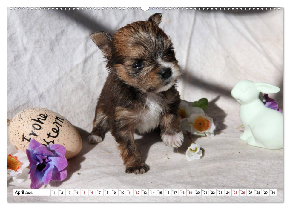 Bolonka Babykalender 2026 (CALVENDO Premium Wandkalender 2026)