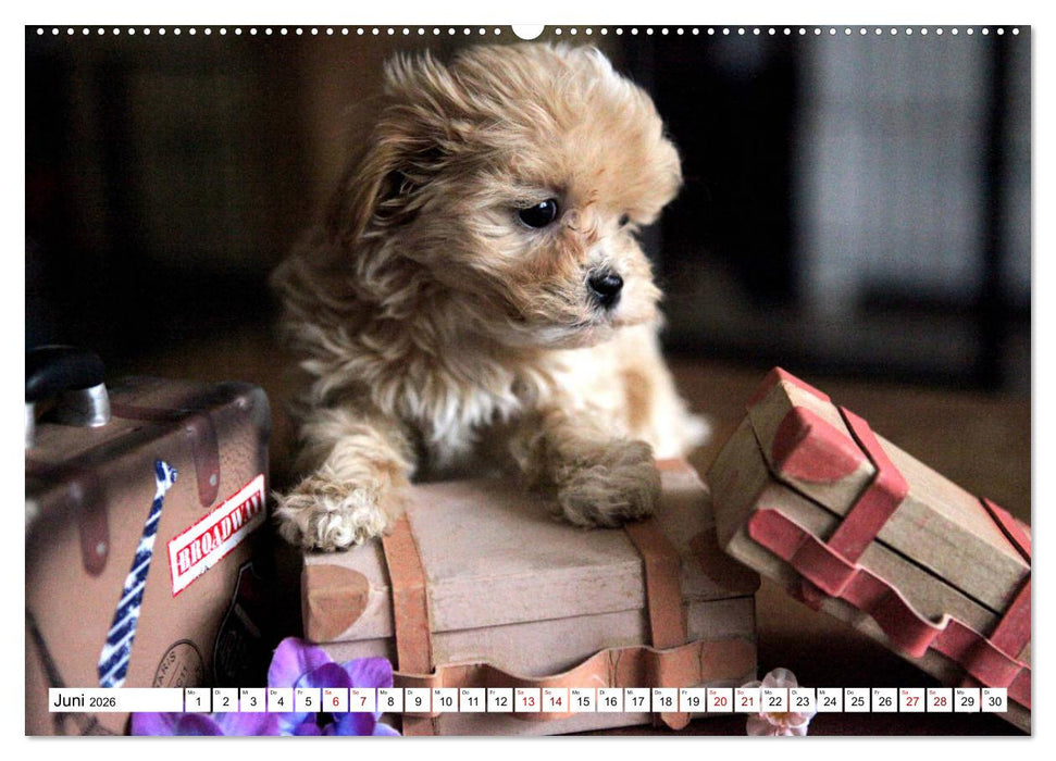 Bolonka Babykalender 2026 (CALVENDO Premium Wandkalender 2026)