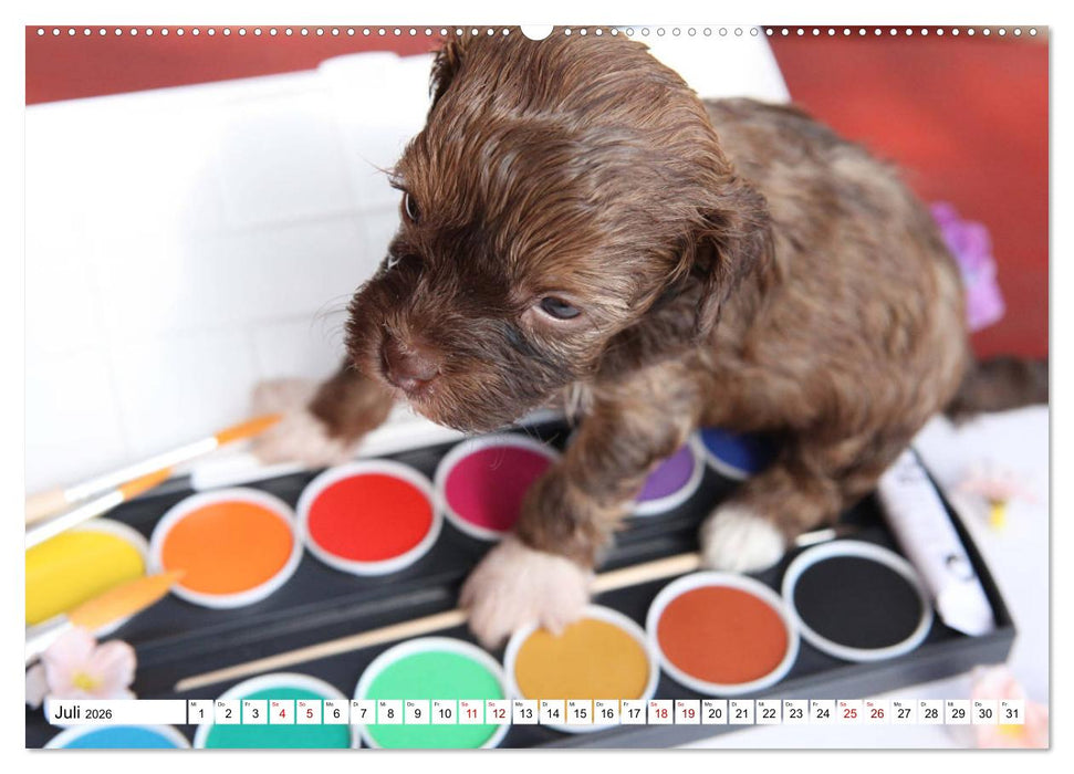 Bolonka Babykalender 2026 (CALVENDO Premium Wandkalender 2026)