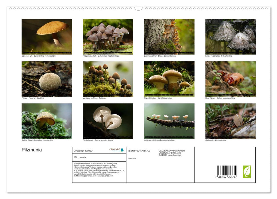 Pilzmania (CALVENDO Premium Wandkalender 2026)