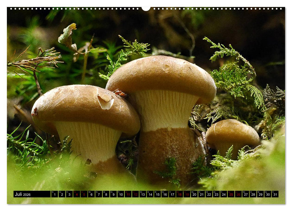 Pilzmania (CALVENDO Premium Wandkalender 2026)
