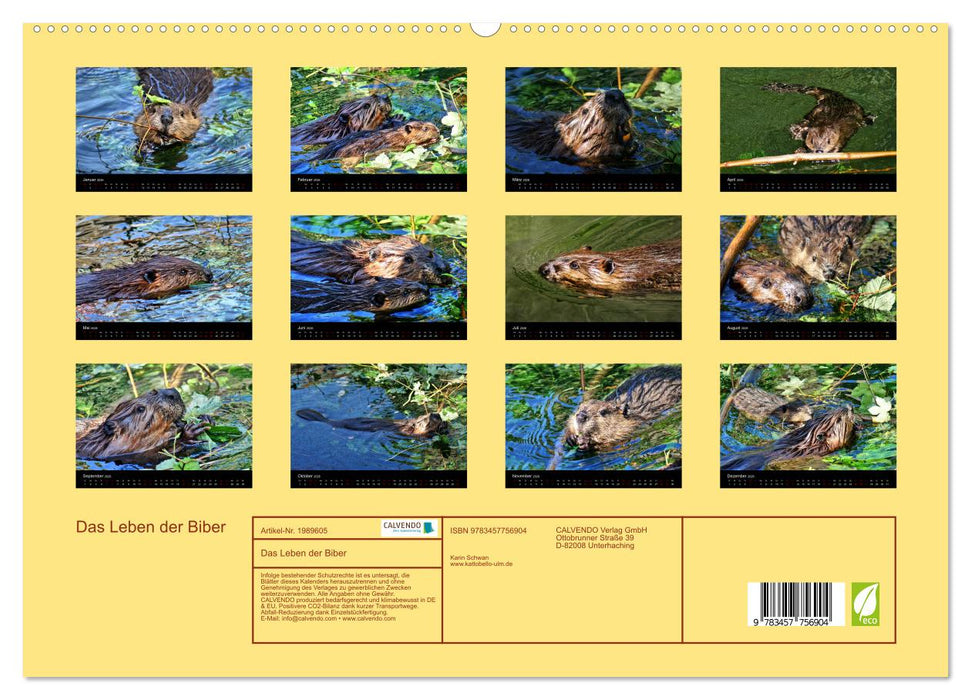 Das Leben der Biber (CALVENDO Premium Wandkalender 2026)