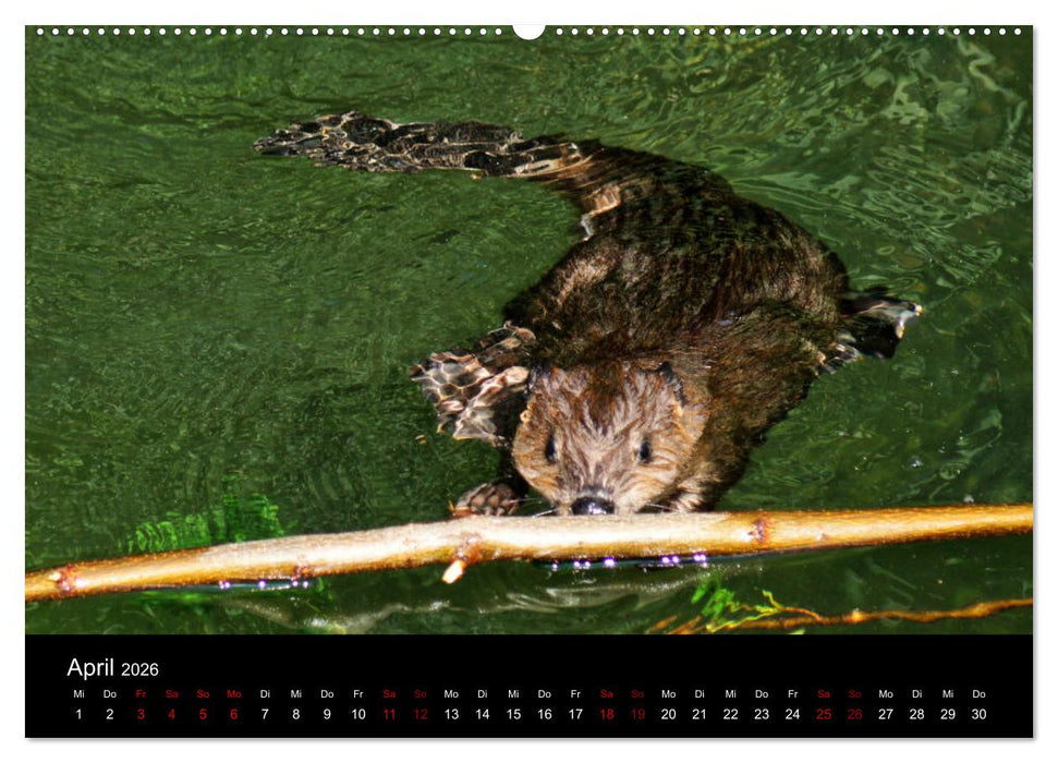 Das Leben der Biber (CALVENDO Premium Wandkalender 2026)