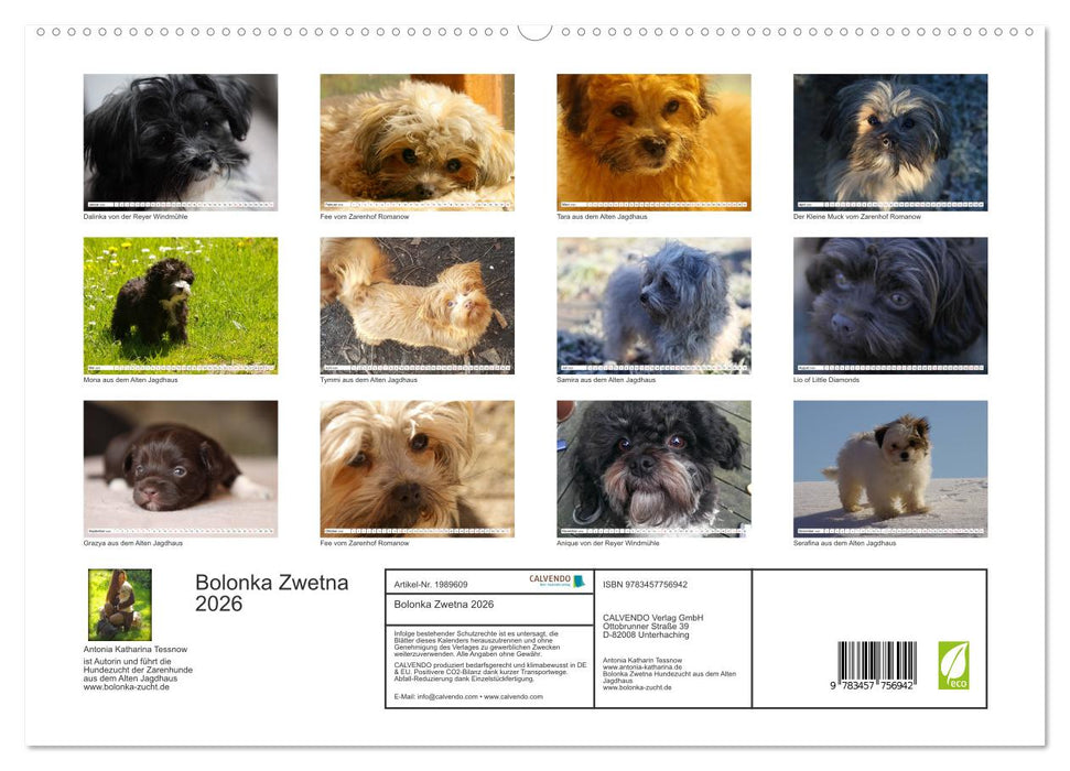 Bolonka Zwetna 2026 (CALVENDO Premium Wandkalender 2026)
