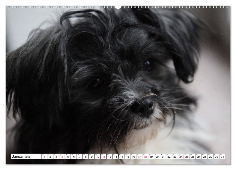 Bolonka Zwetna 2026 (CALVENDO Premium Wandkalender 2026)