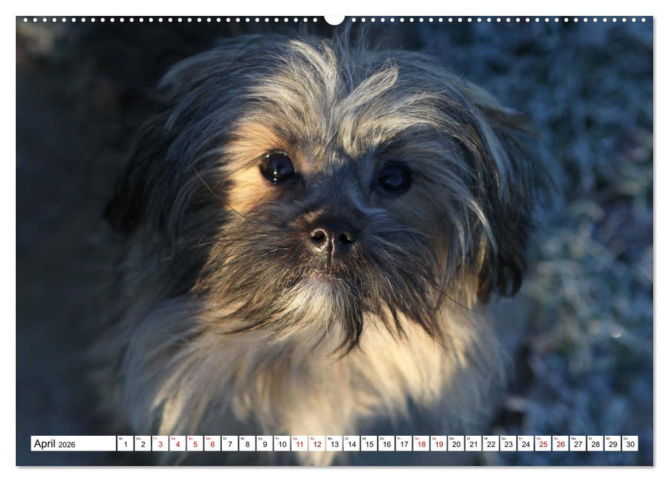 Bolonka Zwetna 2026 (CALVENDO Premium Wandkalender 2026)