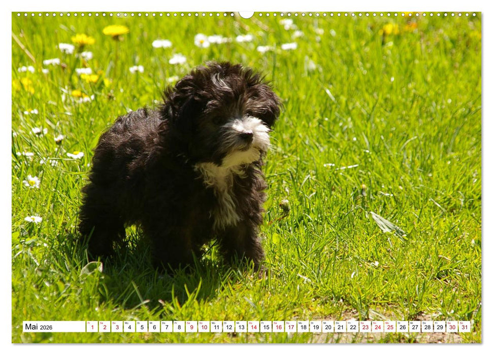 Bolonka Zwetna 2026 (CALVENDO Premium Wandkalender 2026)