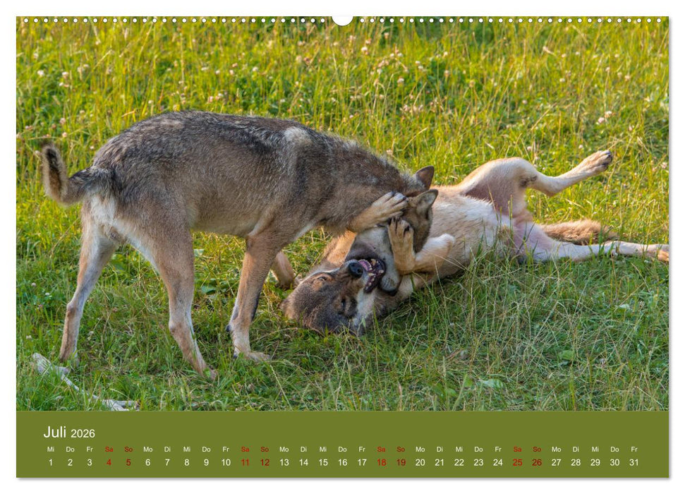 unter Wölfen (CALVENDO Premium Wandkalender 2026)