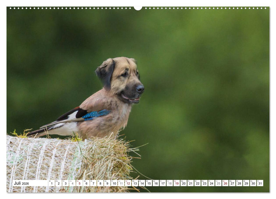 Lustige Tier-Hybriden (CALVENDO Premium Wandkalender 2026)