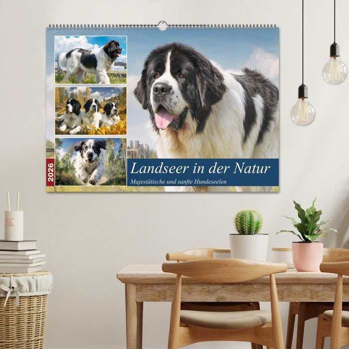 Landseer in der Natur. Majestätische und sanfte Hundeseelen (CALVENDO Wandkalender 2026)