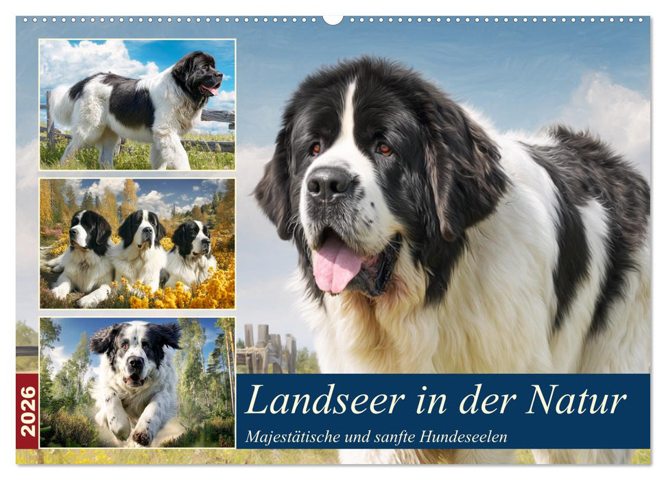 Landseer in der Natur. Majestätische und sanfte Hundeseelen (CALVENDO Wandkalender 2026)