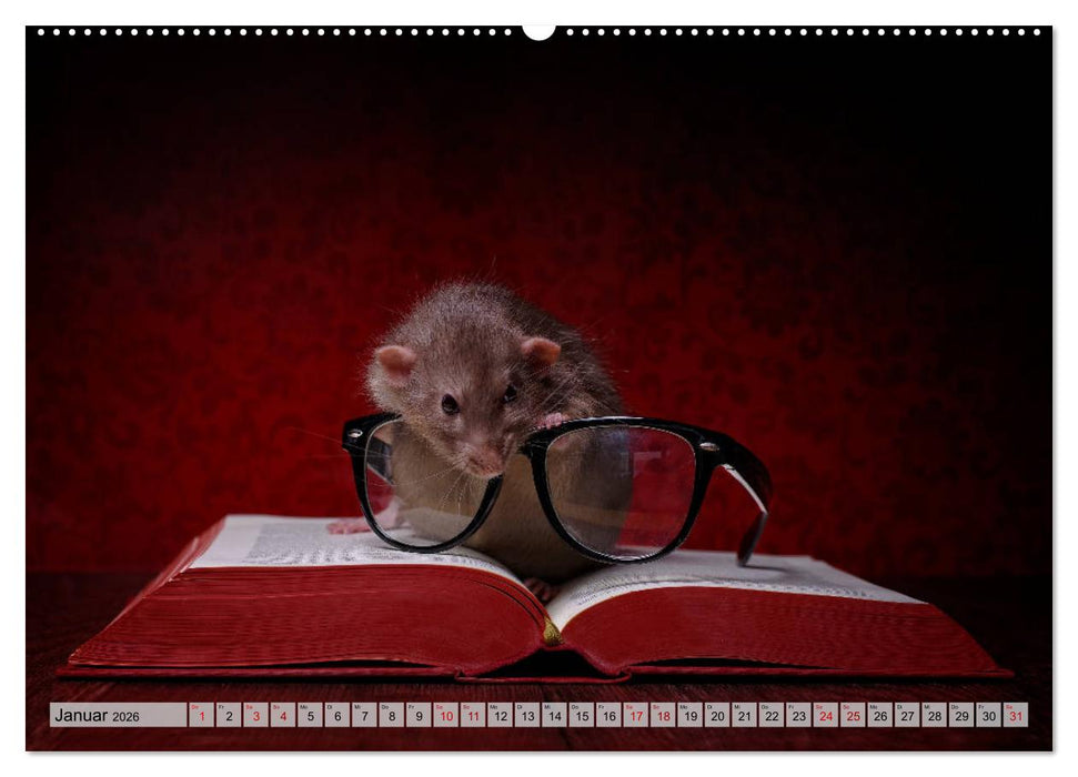 Rattenscharf und zuckersüß (CALVENDO Premium Wandkalender 2026)