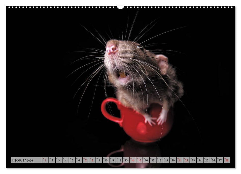 Rattenscharf und zuckersüß (CALVENDO Premium Wandkalender 2026)