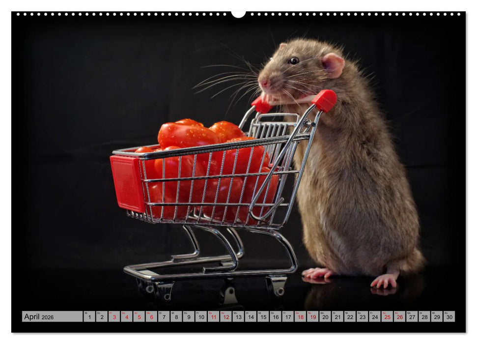 Rattenscharf und zuckersüß (CALVENDO Premium Wandkalender 2026)