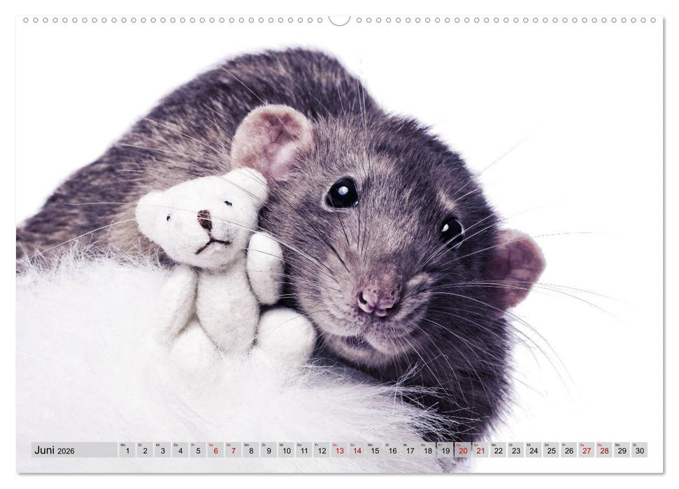Rattenscharf und zuckersüß (CALVENDO Premium Wandkalender 2026)