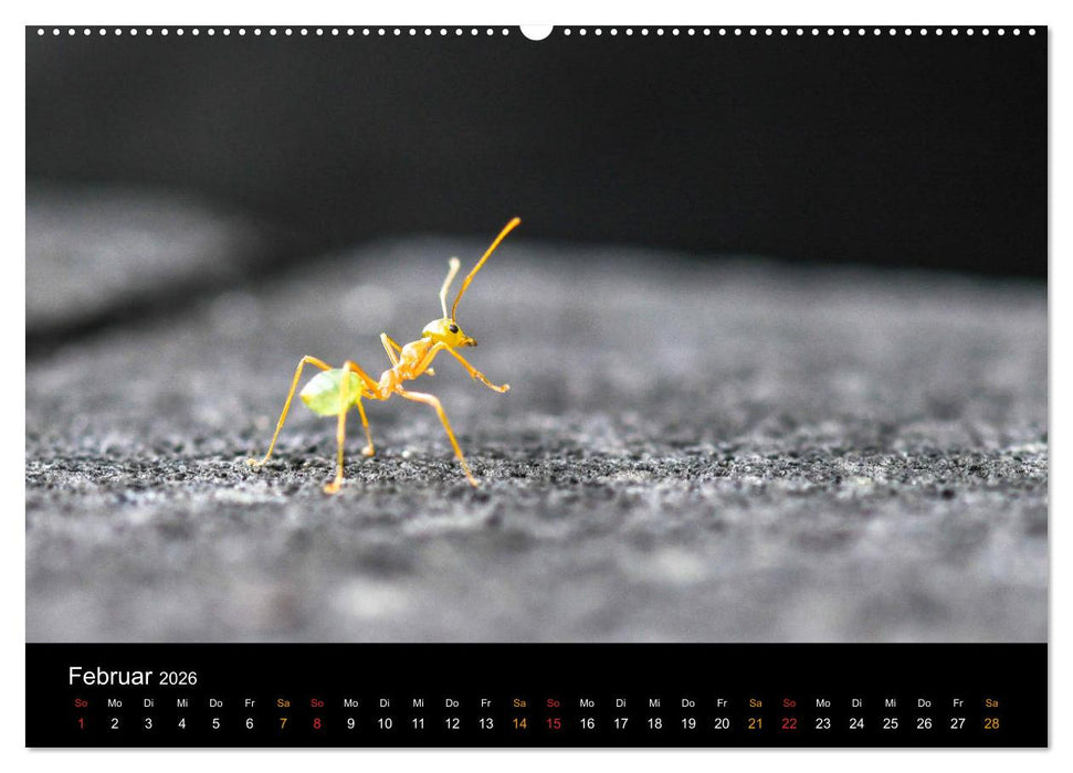 Australien, tierischer Kontinent (CALVENDO Wandkalender 2026)