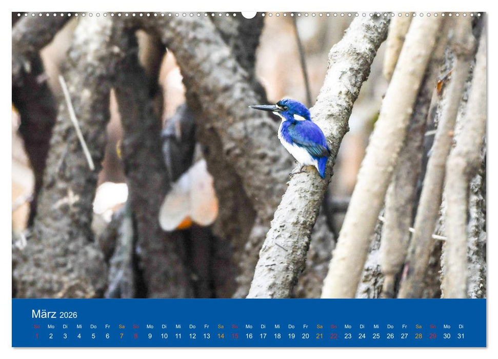 Australien, tierischer Kontinent (CALVENDO Wandkalender 2026)
