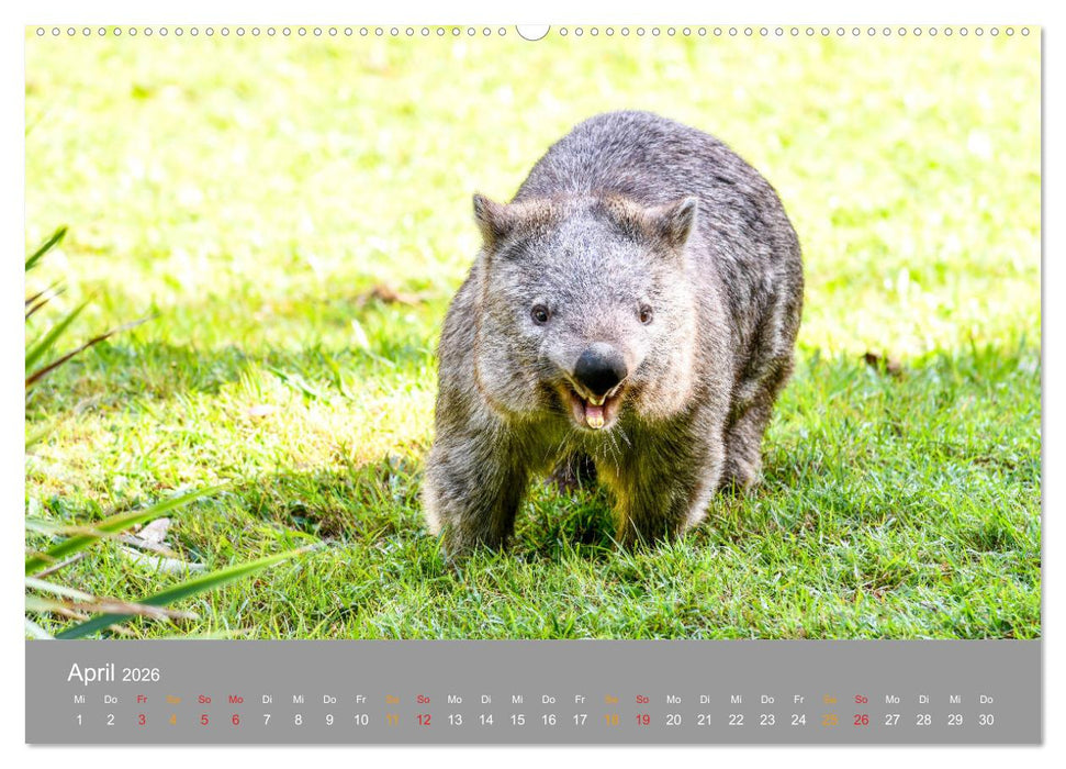 Australien, tierischer Kontinent (CALVENDO Wandkalender 2026)
