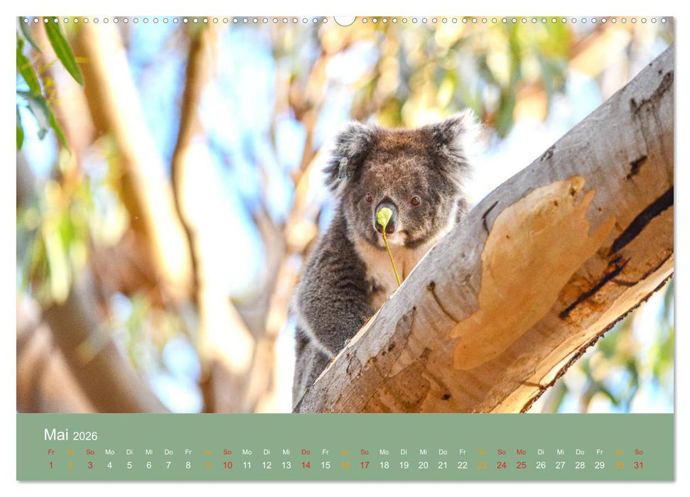 Australien, tierischer Kontinent (CALVENDO Wandkalender 2026)