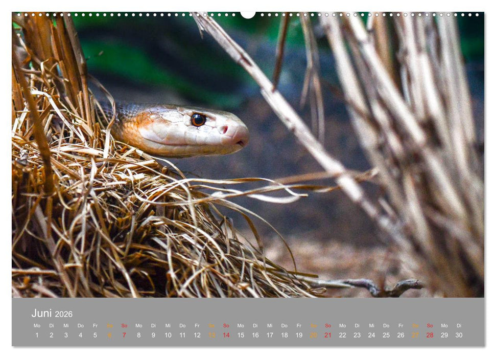Australien, tierischer Kontinent (CALVENDO Wandkalender 2026)