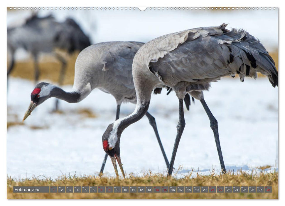 Mit Kranichen durch das Jahr (CALVENDO Premium Wandkalender 2026)