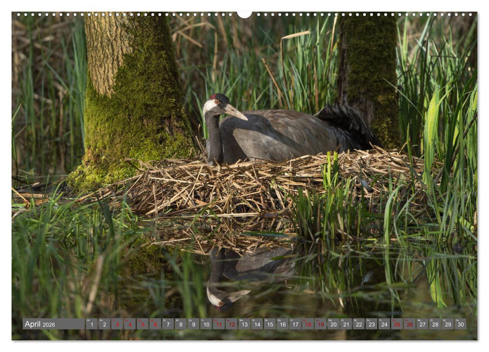 Mit Kranichen durch das Jahr (CALVENDO Premium Wandkalender 2026)