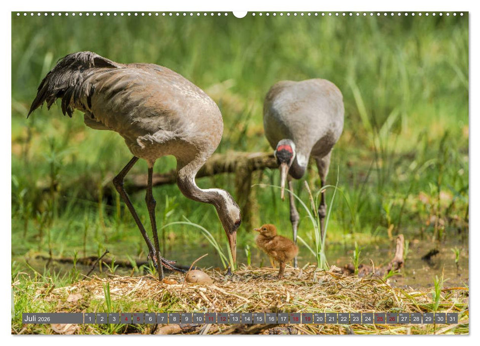 Mit Kranichen durch das Jahr (CALVENDO Premium Wandkalender 2026)