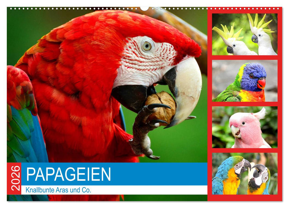 Papageien. Knallbunte Aras und Co. (CALVENDO Wandkalender 2026)