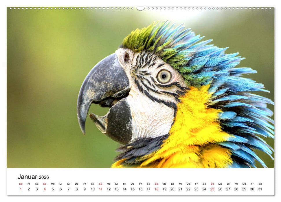 Papageien. Knallbunte Aras und Co. (CALVENDO Wandkalender 2026)