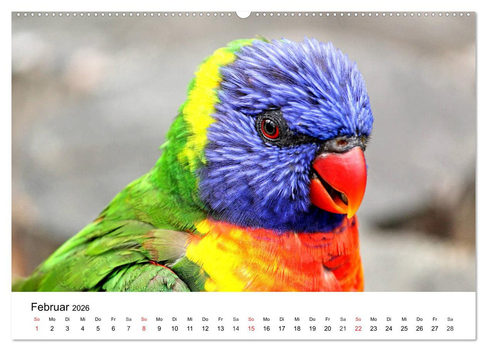 Papageien. Knallbunte Aras und Co. (CALVENDO Wandkalender 2026)