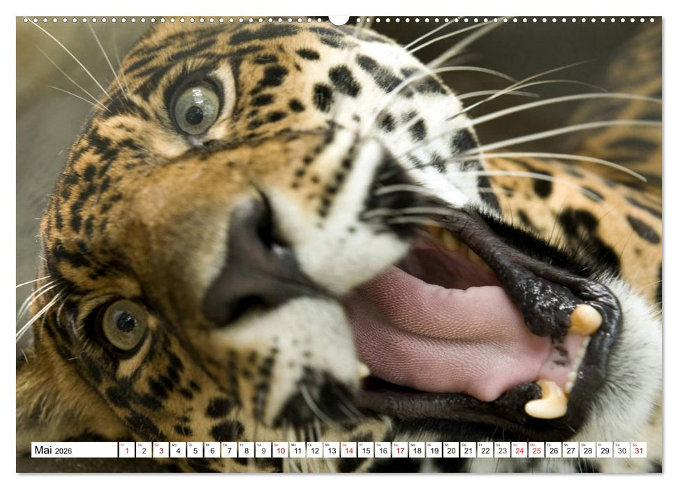 Lustige Tier-Selfies. Tierische Selbstportraits (CALVENDO Premium Wandkalender 2026)