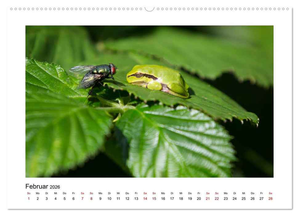 Deutschlands Wildtiere (CALVENDO Wandkalender 2026)