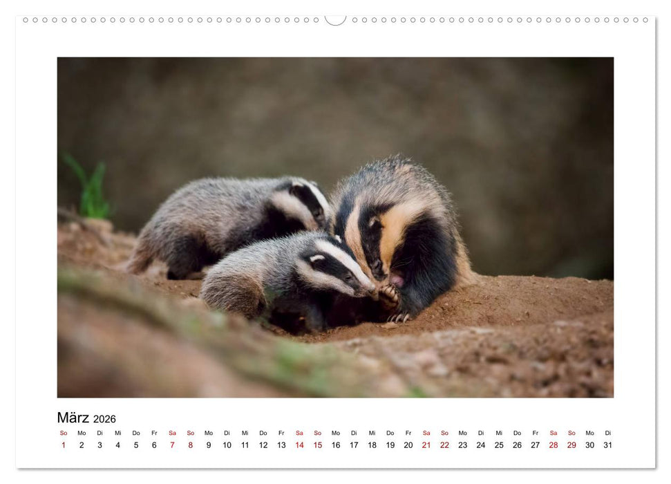 Deutschlands Wildtiere (CALVENDO Wandkalender 2026)