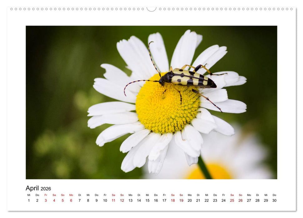 Deutschlands Wildtiere (CALVENDO Wandkalender 2026)