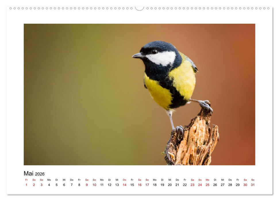 Deutschlands Wildtiere (CALVENDO Wandkalender 2026)