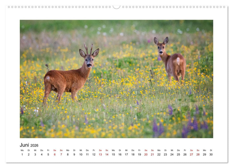 Deutschlands Wildtiere (CALVENDO Wandkalender 2026)