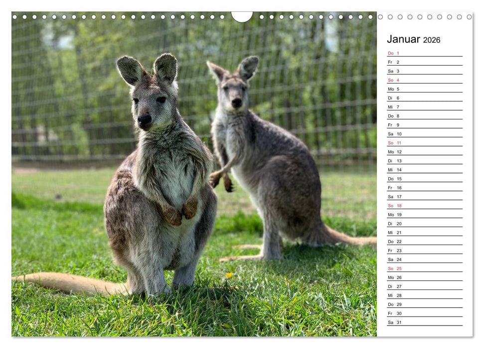 Das schöne Australien (CALVENDO Wandkalender 2026)