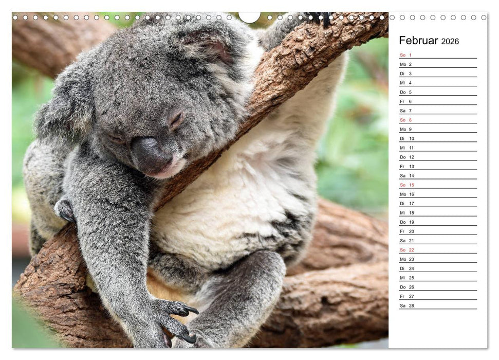 Das schöne Australien (CALVENDO Wandkalender 2026)