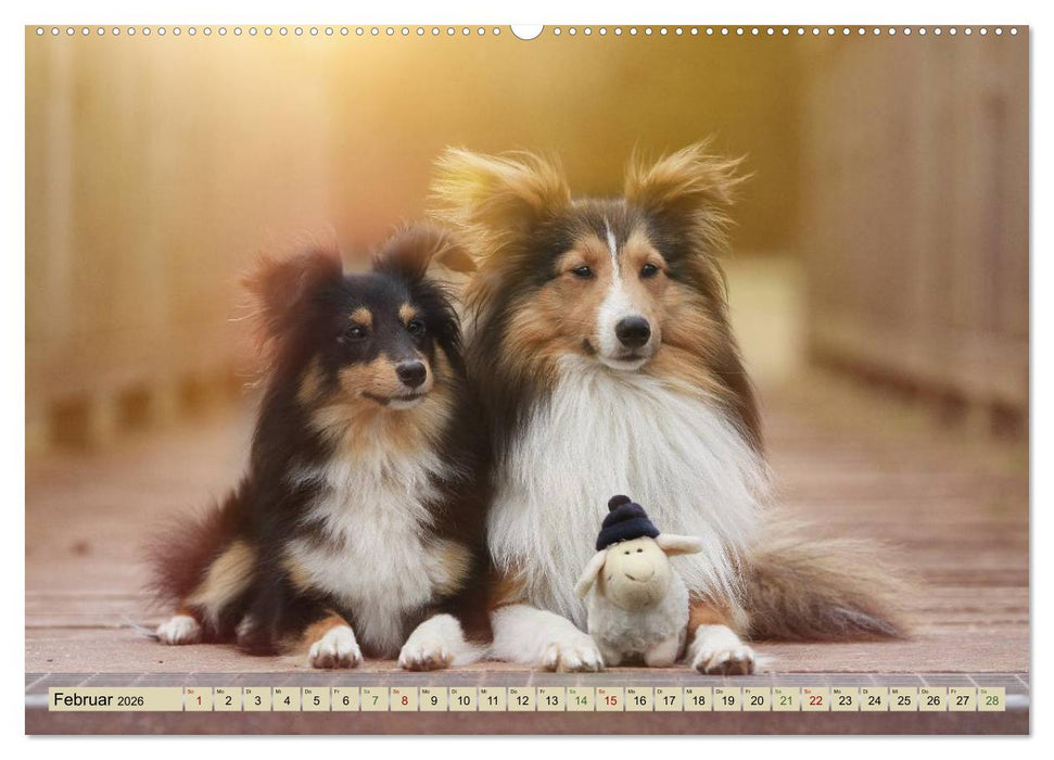 SHELTIES Liebe auf 4 Pfoten (CALVENDO Premium Wandkalender 2026)