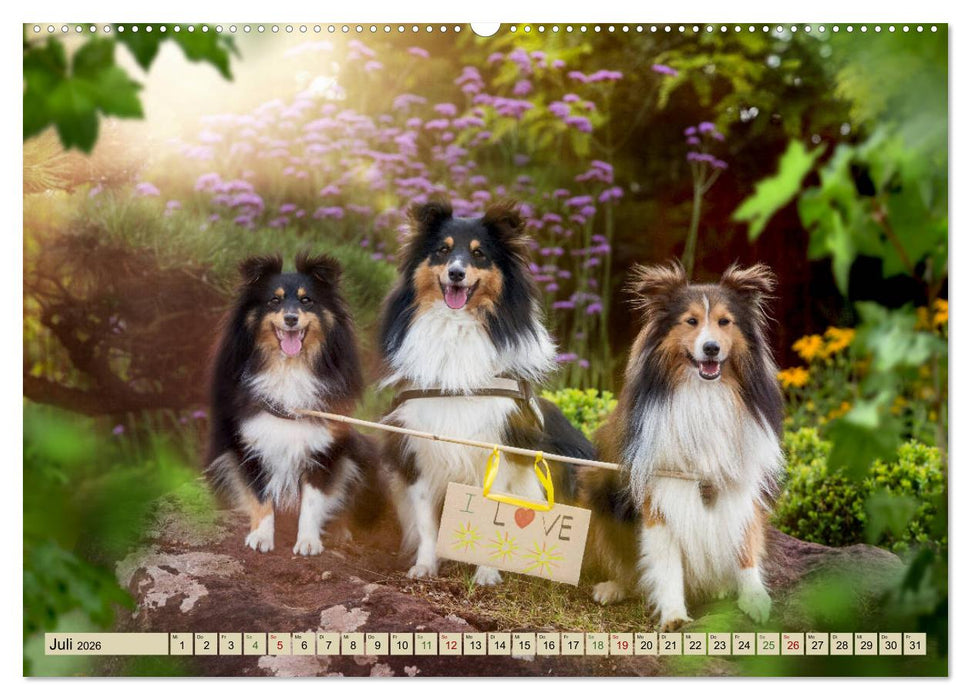 SHELTIES Liebe auf 4 Pfoten (CALVENDO Premium Wandkalender 2026)