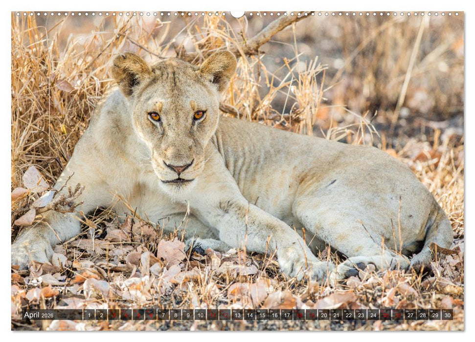 Safari in Tansania (CALVENDO Premium Wandkalender 2026)