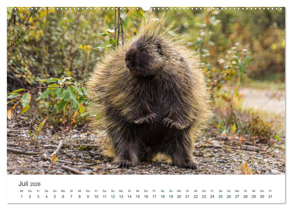 Into the Wild - Kanada und Alaska (CALVENDO Premium Wandkalender 2026)