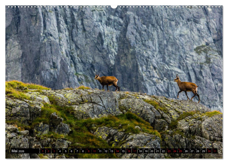 Tatra. Polen und Slowakei (CALVENDO Premium Wandkalender 2026)