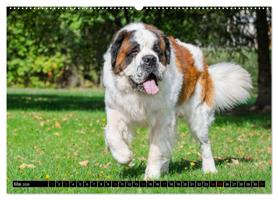 Bernhardiner - Gigant auf vier Pfoten (CALVENDO Premium Wandkalender 2026)