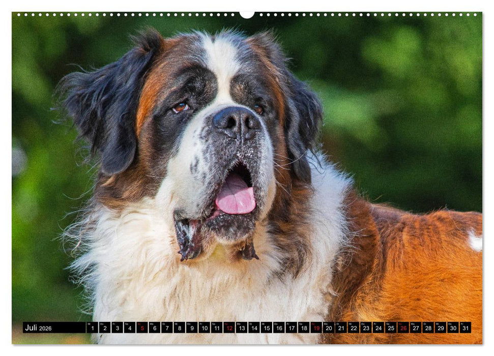 Bernhardiner - Gigant auf vier Pfoten (CALVENDO Premium Wandkalender 2026)