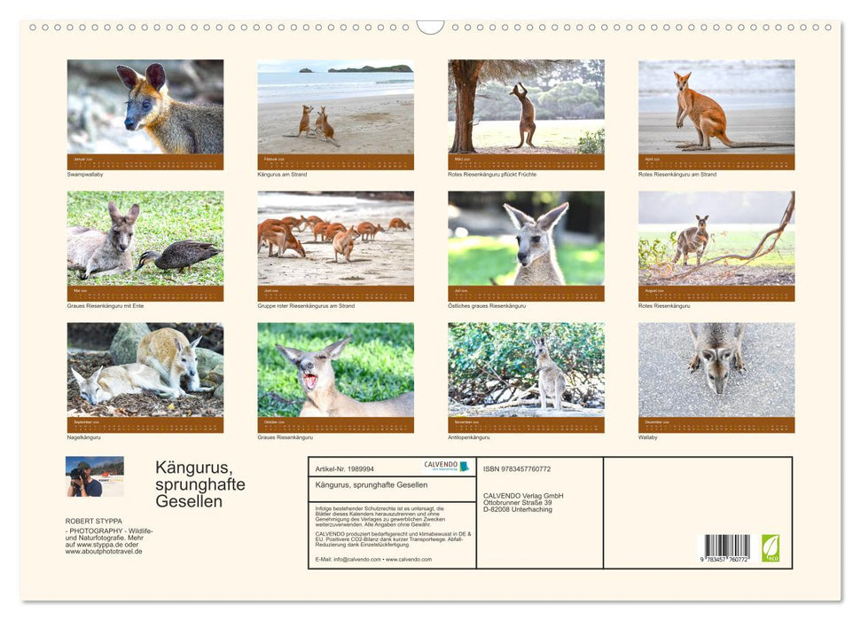 Kängurus, sprunghafte Gesellen (CALVENDO Wandkalender 2026)