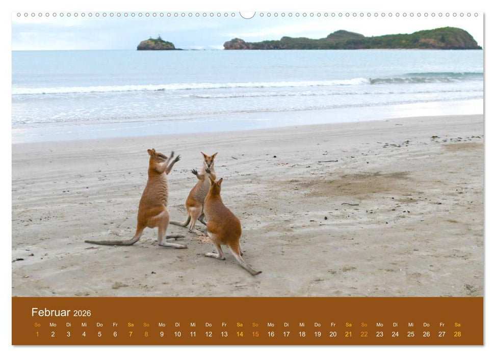 Kängurus, sprunghafte Gesellen (CALVENDO Wandkalender 2026)