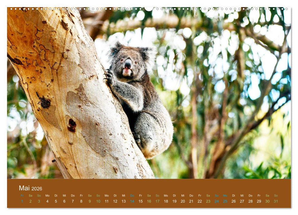 Koalas, putzige Gesellen (CALVENDO Wandkalender 2026)