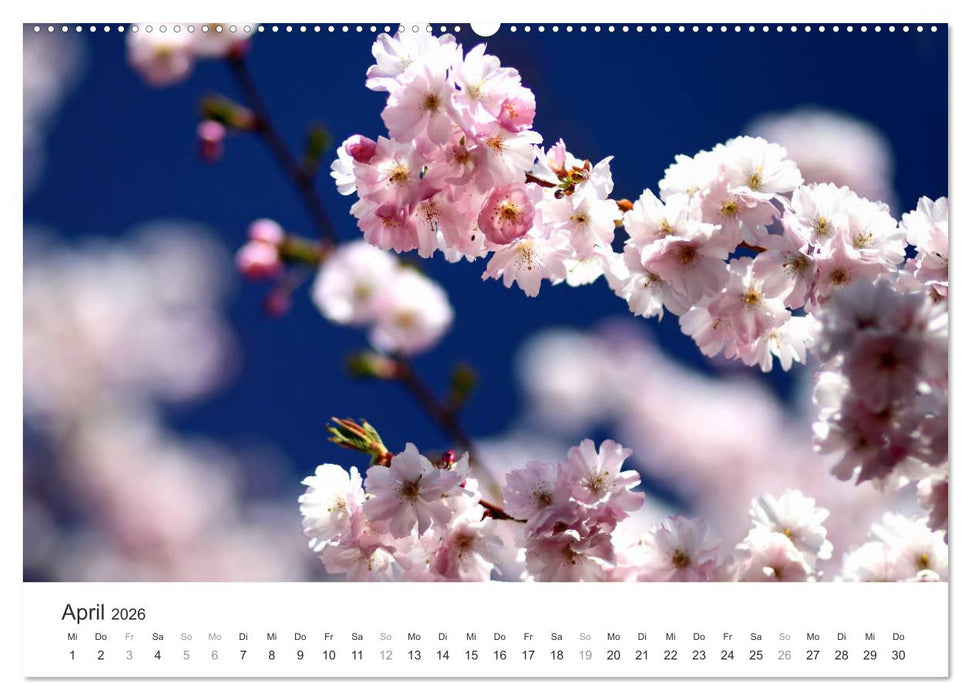 Kirschblütentraum (CALVENDO Premium Wandkalender 2026)